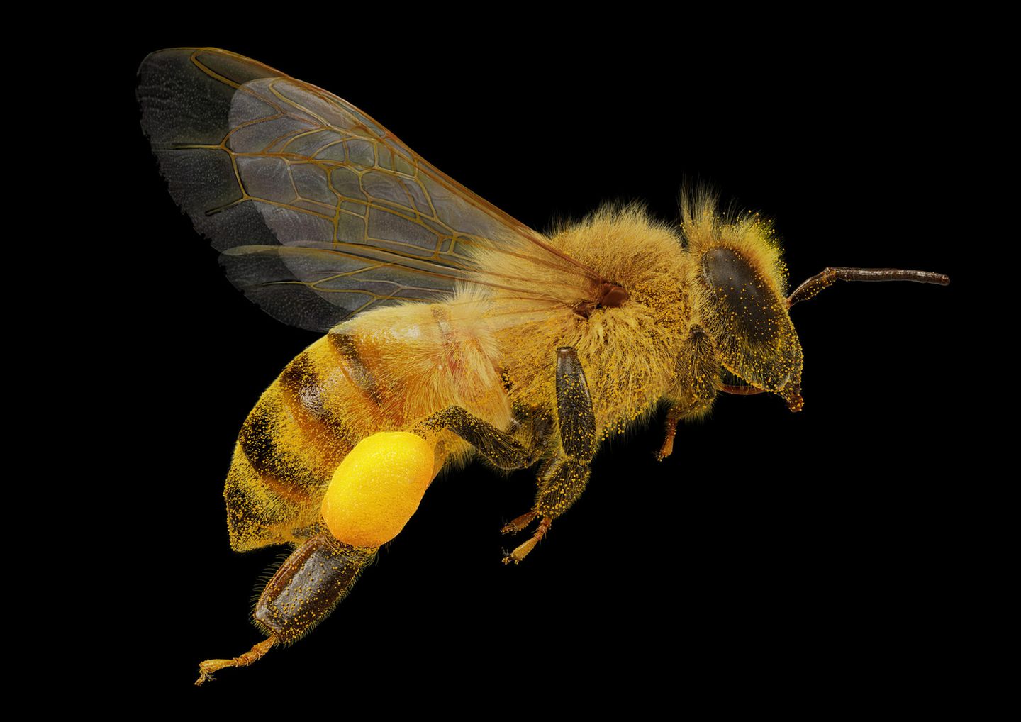Biene mit Pollen