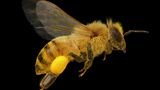 Biene mit Pollen