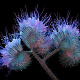 Phazelien-Blüten im UV-Licht