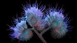 Phazelien-Blüten im UV-Licht