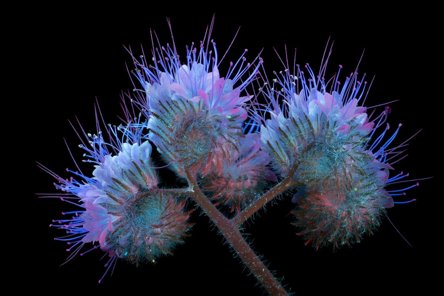 Phazelien-Blüten im UV-Licht