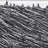 Tausende umgestürzte Bäume