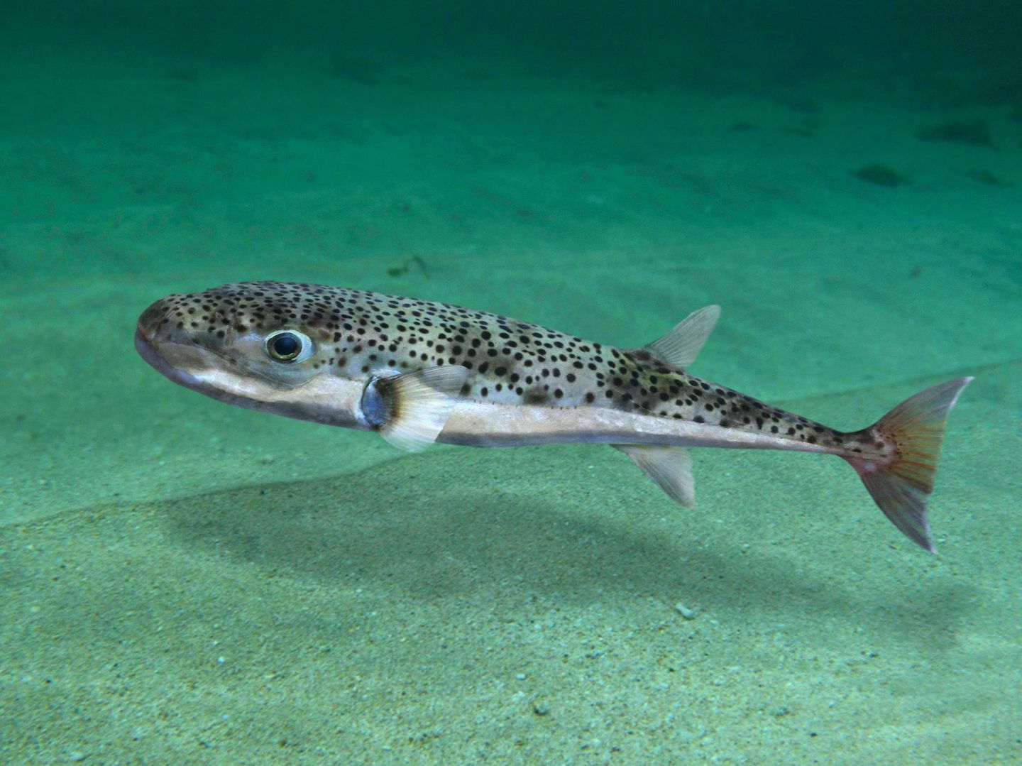 Kugelfisch in der Adria entdeckt – sehr giftig und kaum zu erkennen |  STERN.de