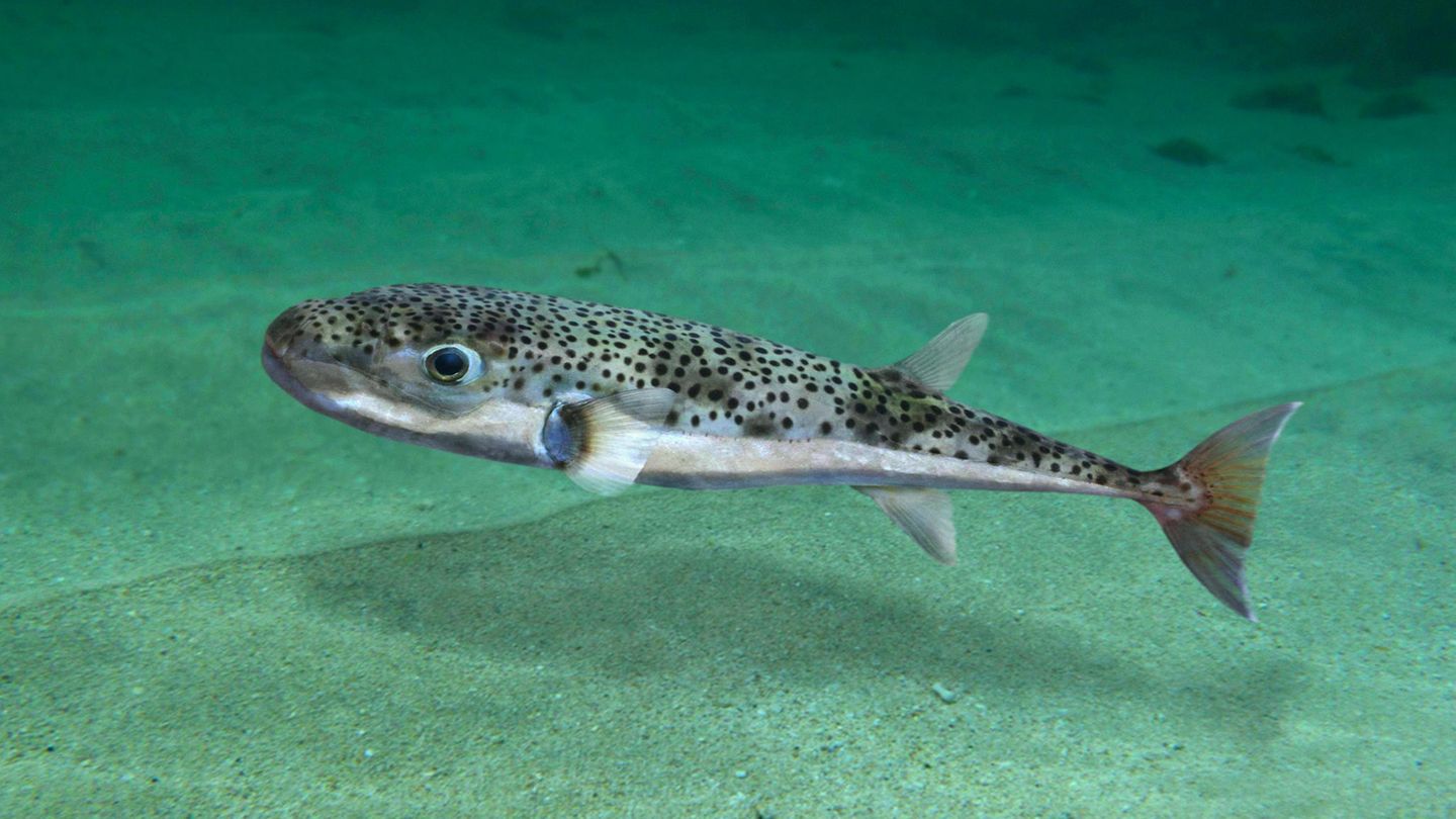 Kugelfisch in der Adria entdeckt – sehr giftig und kaum zu erkennen |  STERN.de