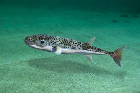 Ein Kugelfisch schwimmt im Wasser