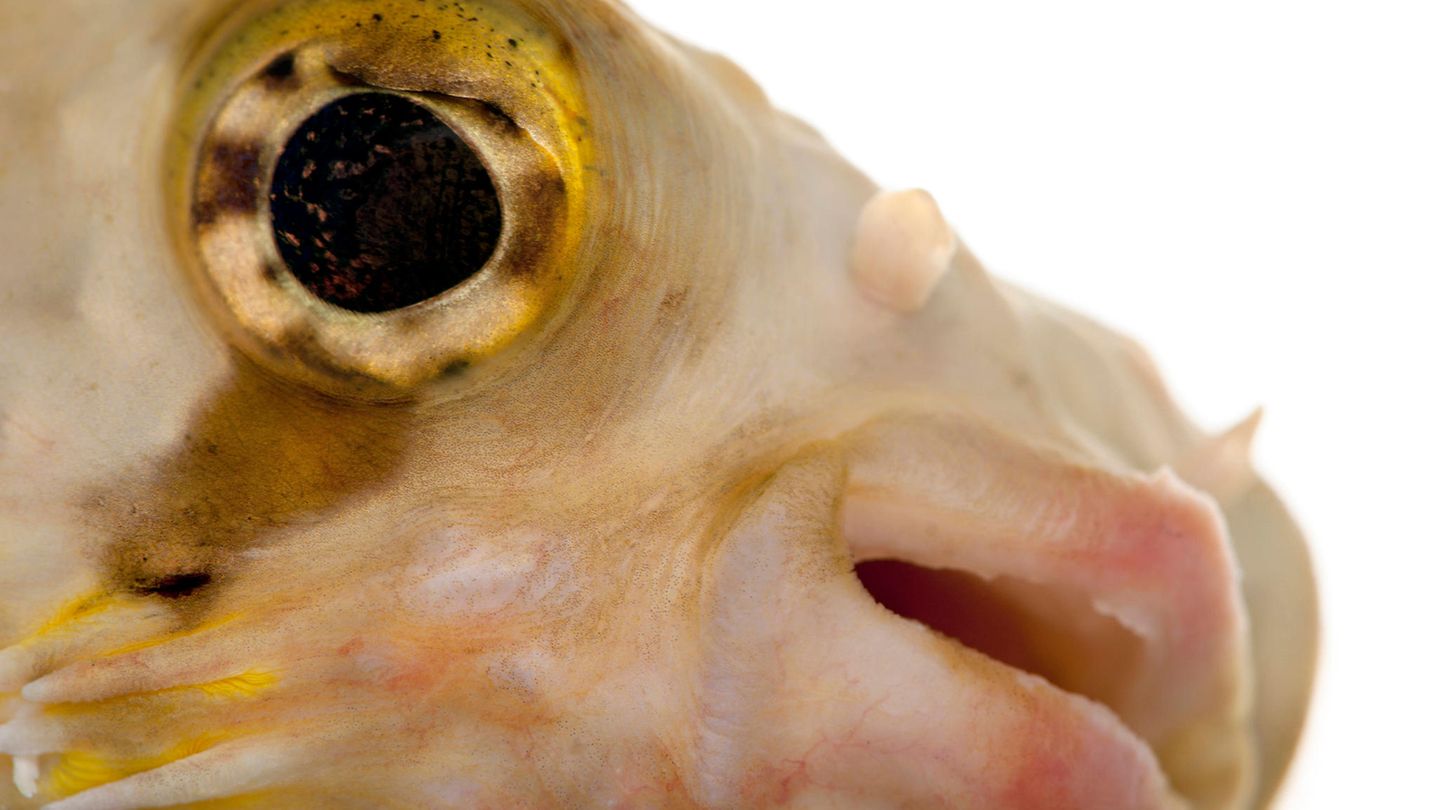 Kroatien: Giftig und meist inkognito unterwegs – tropische Kugelfische in der Adria entdeckt