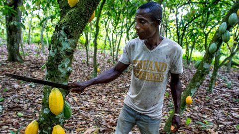 Kakao-Ernte auf einer Plantage nahe Agboville in Elfenbeinküste