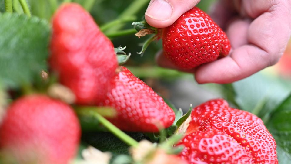 Gundsätzlich gelten Erdbeeren als gesundes Superfood. Doch importierte Beeren werden in der Regel mit Pestiziden behandelt, welche bereits in kleinen Mengen ungesunde Folgen für den menschlichen Körper haben können.