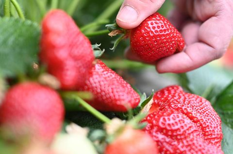 Gundsätzlich gelten Erdbeeren als gesundes Superfood. Doch importierte Beeren werden in der Regel mit Pestiziden behandelt, welche bereits in kleinen Mengen ungesunde Folgen für den menschlichen Körper haben können.