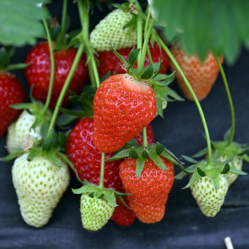 Wie kann es sein, dass Erdbeeren innerhalb der EU für einen so niedrigen Preis und zu einer so frühen Jahreszeit schon vertrieben werden können? Unsere Reporterin geht diesen Fragen auf den Grund und macht dabei Entdeckungen, die sie schockieren werden.