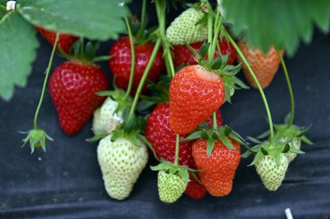 Wie kann es sein, dass Erdbeeren innerhalb der EU für einen so niedrigen Preis und zu einer so frühen Jahreszeit schon vertrieben werden können? Unsere Reporterin geht diesen Fragen auf den Grund und macht dabei Entdeckungen, die sie schockieren werden.