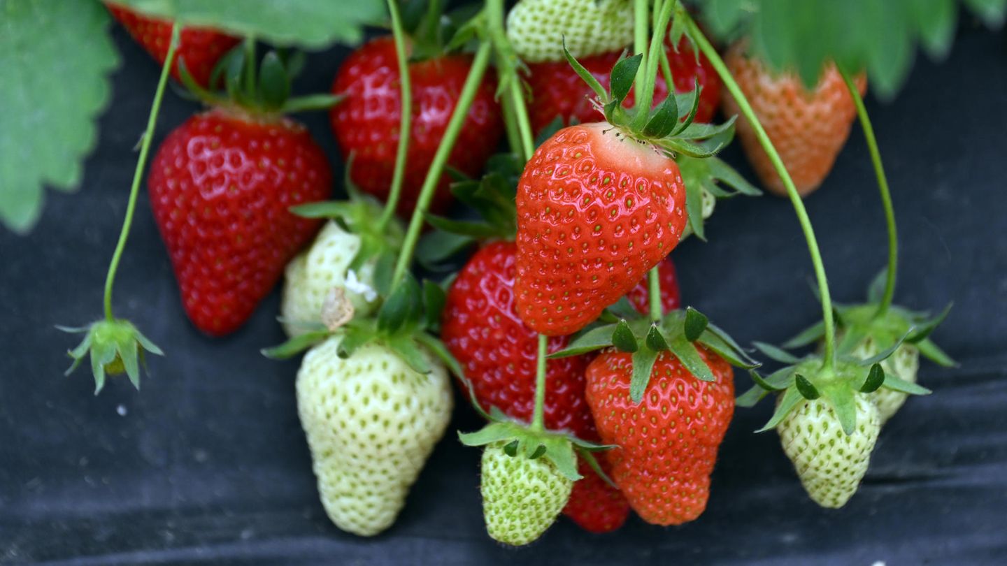 Hinter den Kulissen: Der große Erdbeer-Report: Was hinter Billigpreisen und frühen Ernten steckt