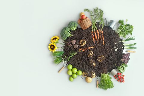 Schrebergarten: Erde mit verschiedenem Gemüse und Obst