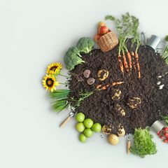 Schrebergarten: Erde mit verschiedenem Gemüse und Obst