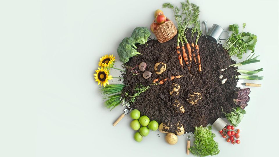 Schrebergarten: Erde mit verschiedenem Gemüse und Obst