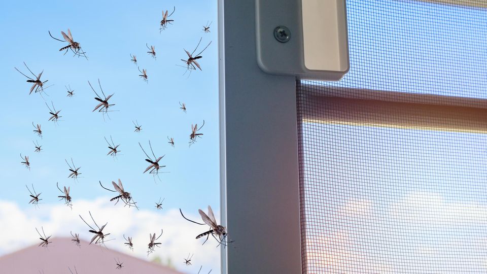Viele Mücken fliegen ins Haus, während Insektennetz geöffnet wurde