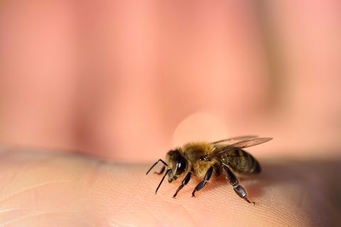 Eien Biene sitzt auf einer Hand