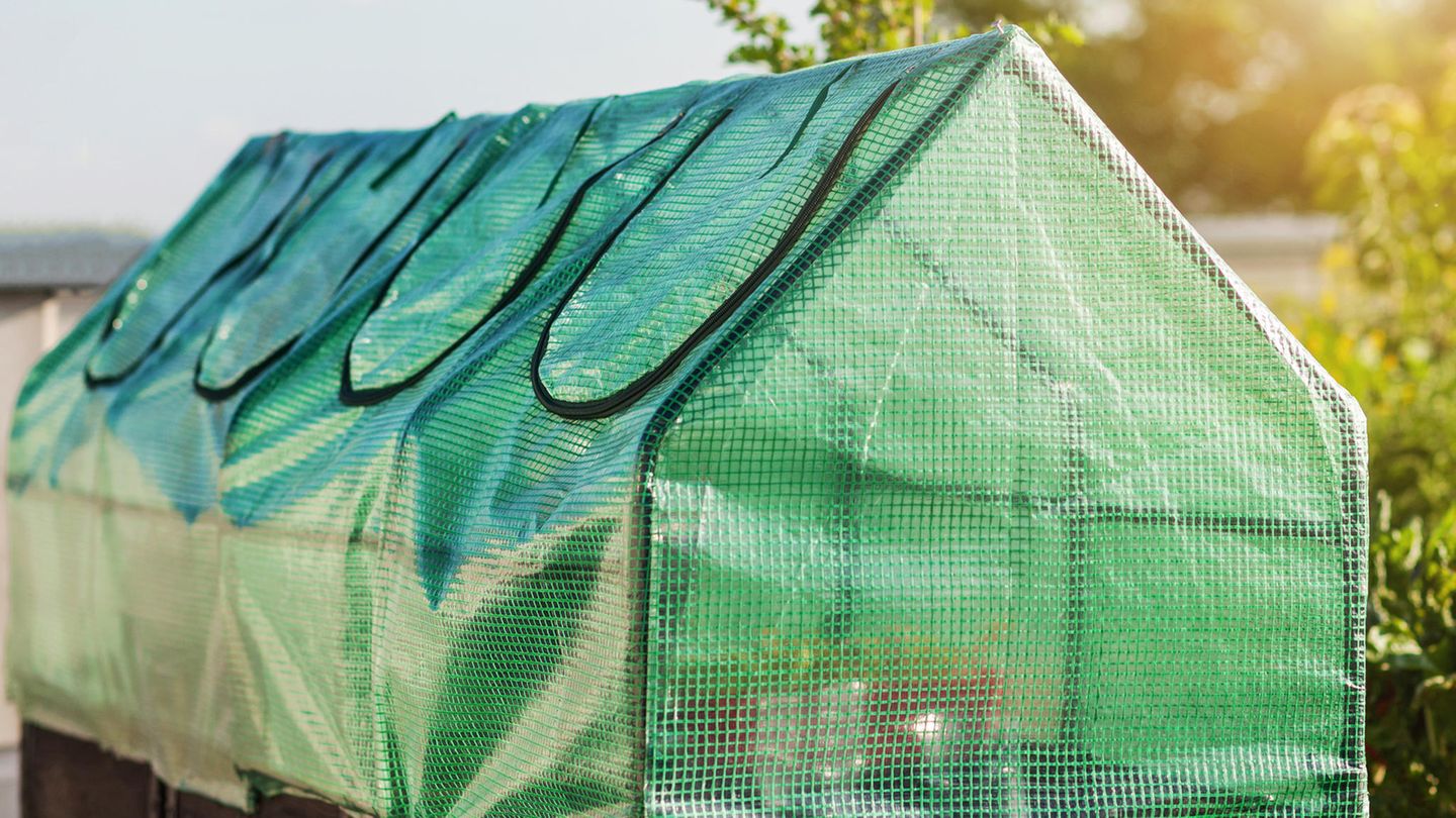 Foil greenhouse is 30 per cent cheaper at present: The greatest backyard offers on Wednesday