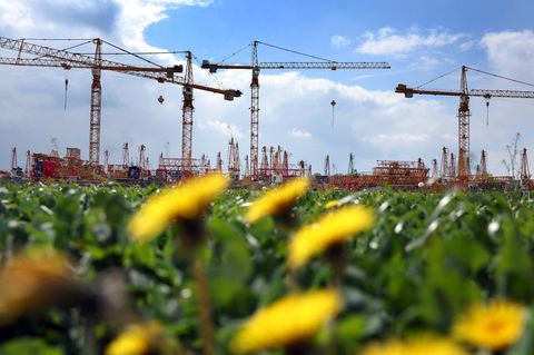 Baugewerbe: Baukräne eines Kranservice stehen hinter einer Löwenzahnwiese