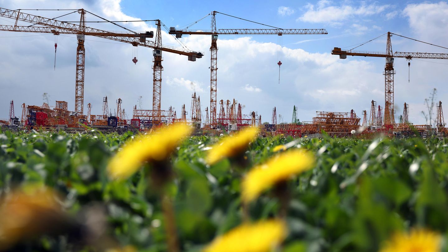 Baugewerbe: Baukräne eines Krandienstes stehen hinter einer Löwenzahnwiese