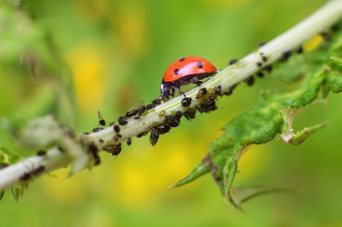 Ein Marienkäfer und Blattläuse auf einem Stengel