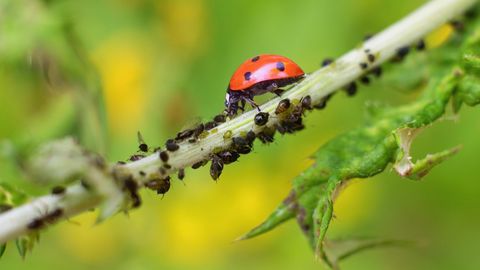 Ein Marienkäfer und Blattläuse auf einem Stengel