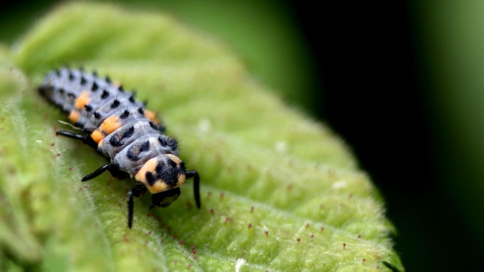 Marienkäfer Larve sitzt auf einem Blatt