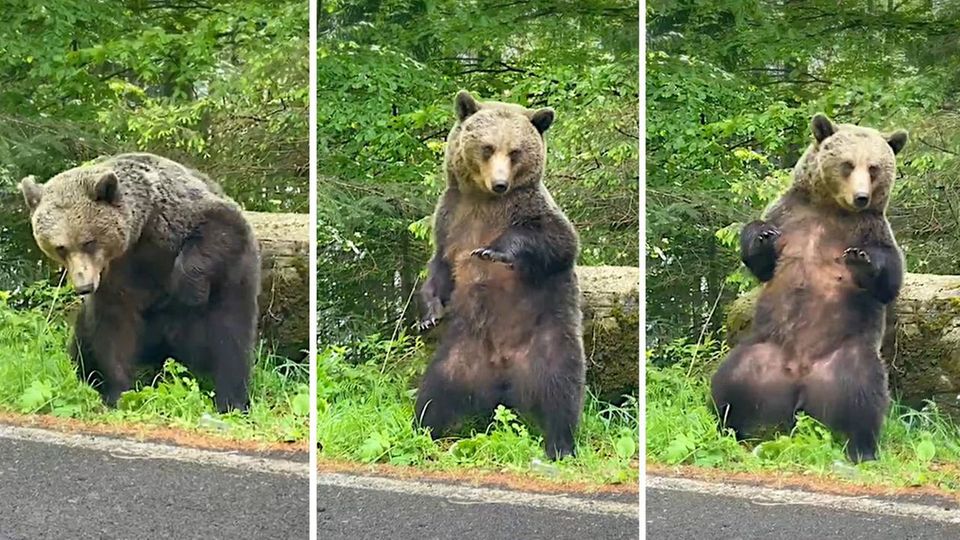Anfang Mai wurden Autofahrer in Rumänien Zeugen eines außergewöhnlichen Spektakels: Ein riesiger Braunbär, offenbar geplagt von einem Juckreiz, legte am Straßenrand eine rhythmische Tanzeinlage hin.