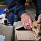 Hunde werden in Kartons evakuiert
