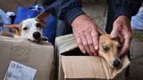 Hunde werden in Kartons evakuiert