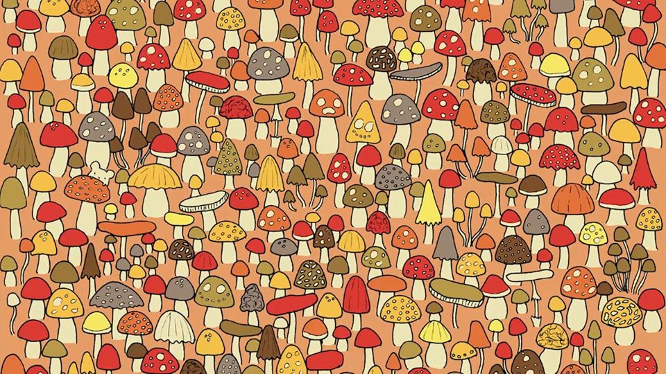 Eine Maus hat sich zwischen vielen farbigen Pilzen versteckt