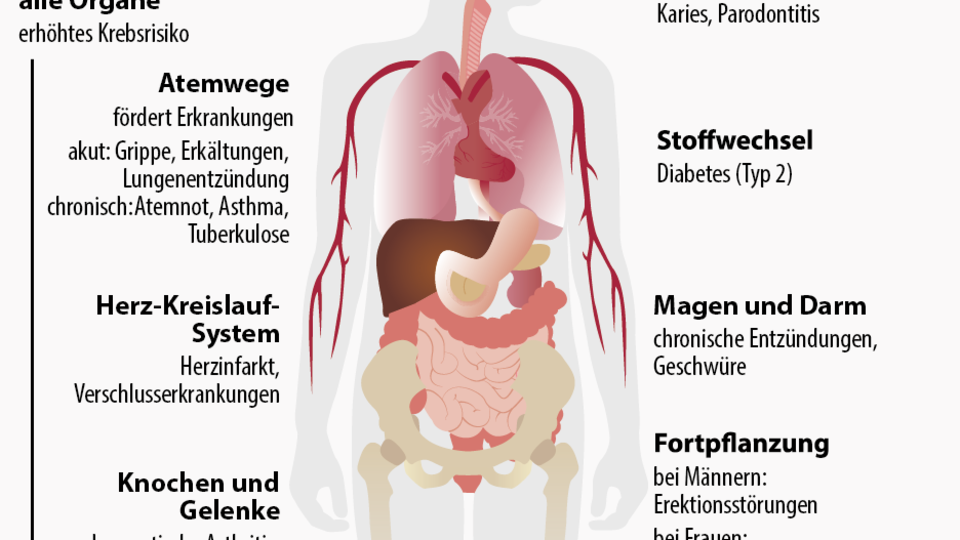 Infografik: So wirkt Rauchen auf den Körper: