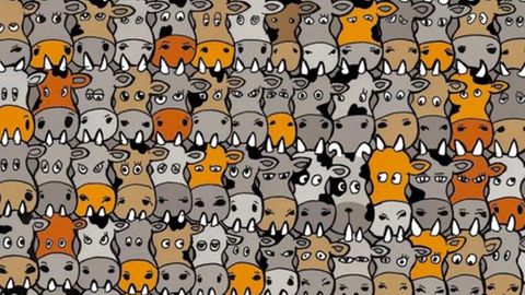 Im Suchbild hat sich ein Vierbeiner inmitten einer Kuhherde versteckt. Sie haben zehn Sekunden ihn zu finden!
