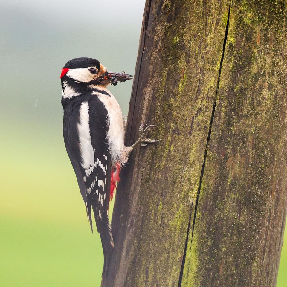 Ertingen, Deutschland. Während die Menschen in Baden-Württemberg gerade das Hochwasser fürchten und Katastrophen-Fälle ausrufen müssen, freut sich manch Tier über die nasse und nährreiche Umgebung. Dieser Buntspecht jedenfalls lässt sich das saftige Essen im Regen schmecken. Auf seinem Speiseplan stehen neben pflanzlicher Kost vor allem Spinnen, Würmer und Insekten. Gerade Würmer und Insekten könnten bei regenreichem Wetter etwas leichter zu ergattern sein