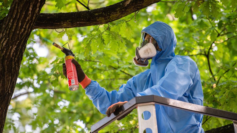 Baumpfleger in blauer Schutzmontur verbrennt Eichenprozessionsspinner-Nest an einem Baumstamm