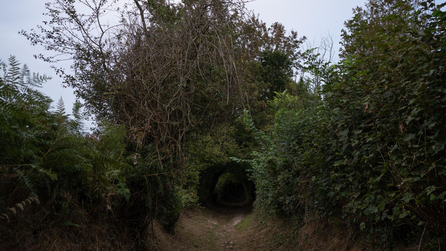Foto eines bewachsenen Weges an der Küste der Normandie