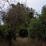 Foto eines bewachsenen Weges an der Küste der Normandie