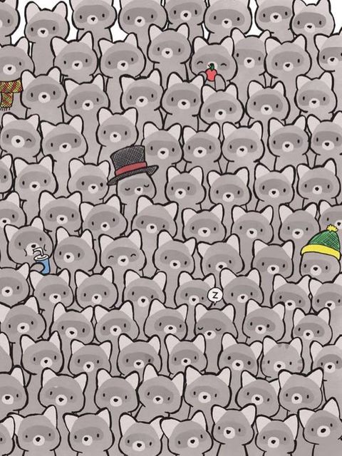 Finden Sie die kleine Katze unter den Waschbären?