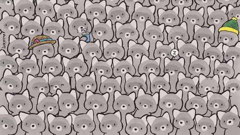 Finden Sie die kleine Katze unter den Waschbären?
