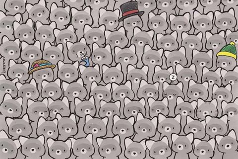 Finden Sie die kleine Katze unter den Waschbären?