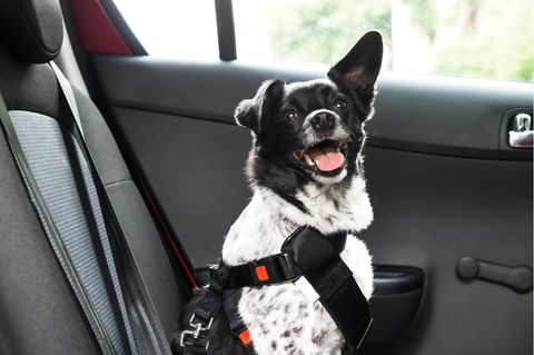 Sicher reisen mit Hund