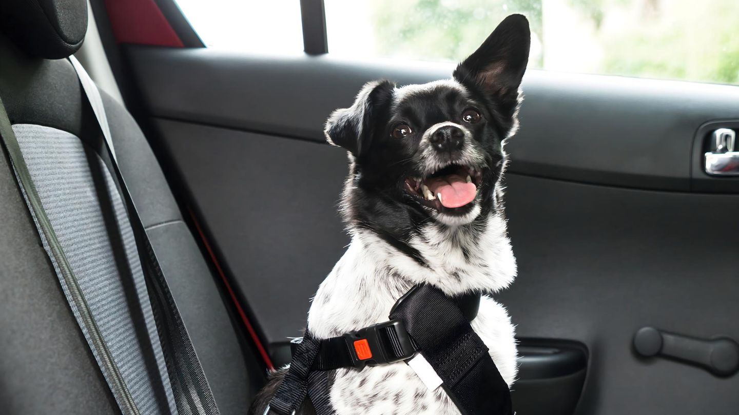 Sicher reisen mit Hund