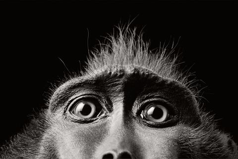 Nahaufnahme von den Augen eines Affen