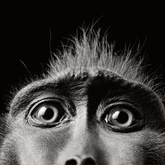 Nahaufnahme von den Augen eines Affen