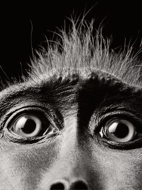 Nahaufnahme von den Augen eines Affen