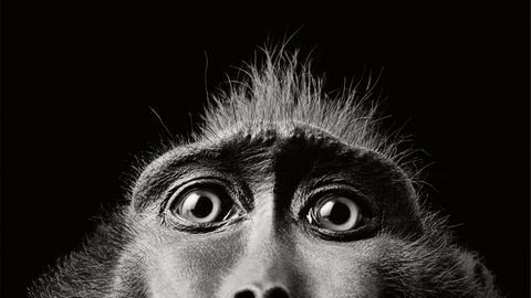 Nahaufnahme von den Augen eines Affen