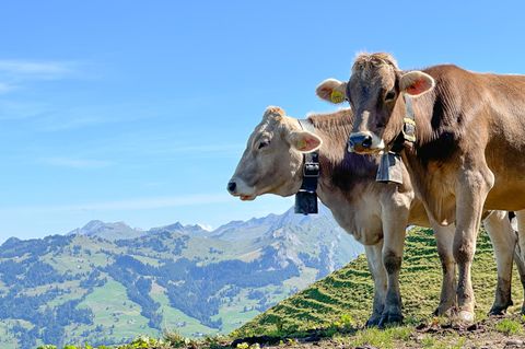Zwei Kühe stehen in den Bergen in der Schweiz und haben Kuhglocken um