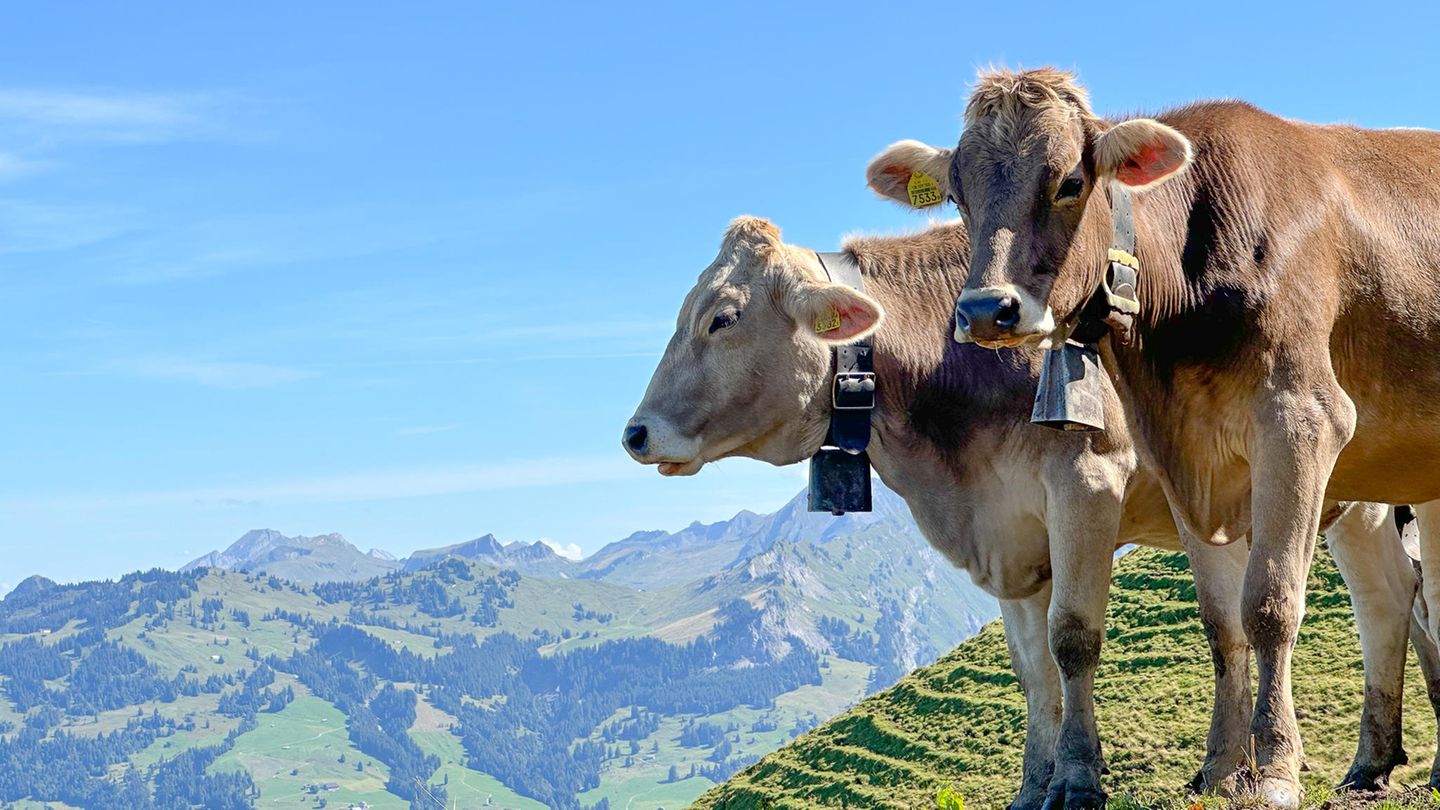 Zwei Kühe stehen in den Bergen in der Schweiz und haben Kuhglocken um