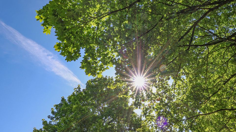 Sonnenstrahlen glitzern durch das Blätterdach der Bäume: Im Mai war es zu warm