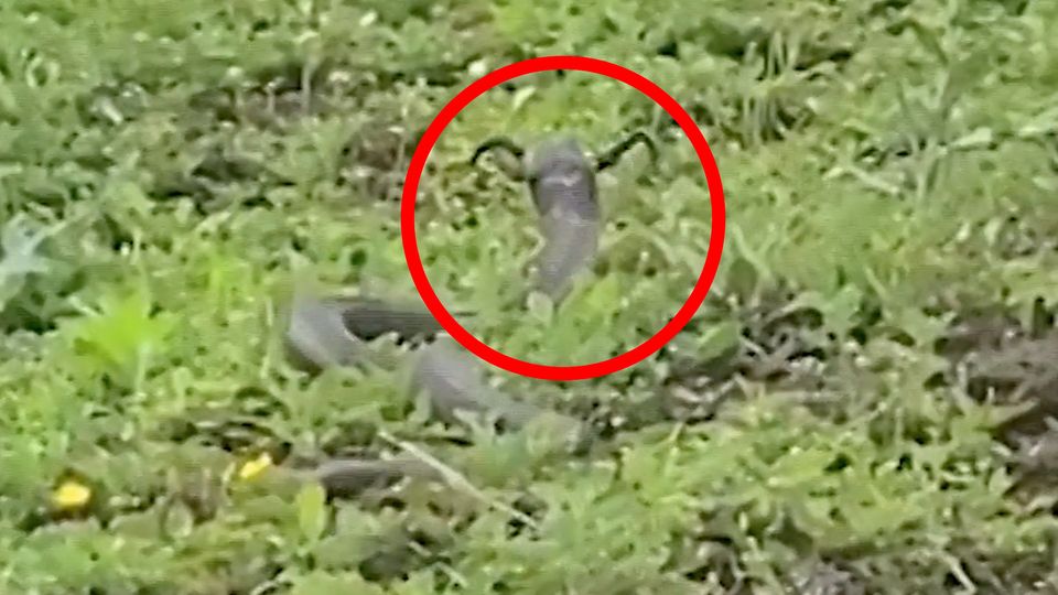 China Gehörnte Schlange – was hinter dem mysteriösen Video steckt